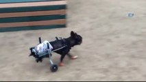 Washıngton)- Sevimli Köpeğe Tekerlekli Sandalye Üretildi