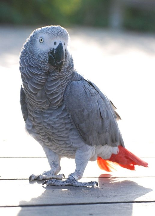 ANIMAL SOUNDS for kids Parrot Sea Lion Geese Leopard Horse Owl Goat Tiger Frog Lion Chimpanzee Dinosaur Seagulls Whale