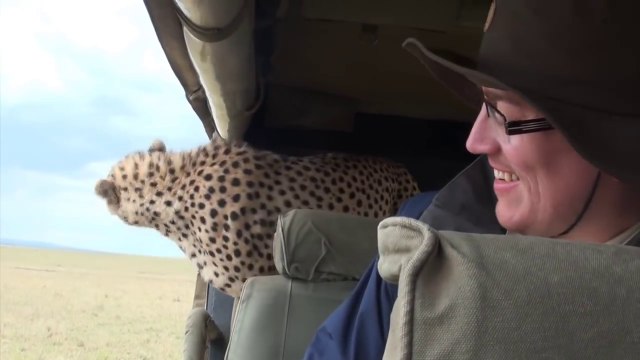 Un léopard dans la jeep de touristes en Safari !!
