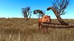 Lion Attack Python Mega Fight - Lion Vs Python Fighting Video For Children 3D Animated