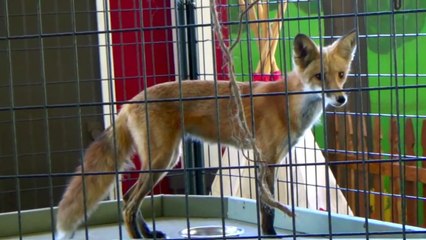 PHONICS, PHONICS, PHONICS Learn ENGLISH