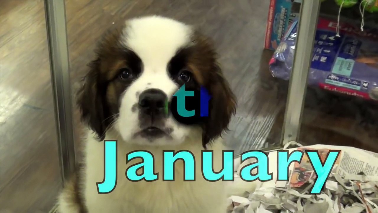 PUPPY & KITTEN CALENDAR - Learn & Spell Months of the Year - Learn English