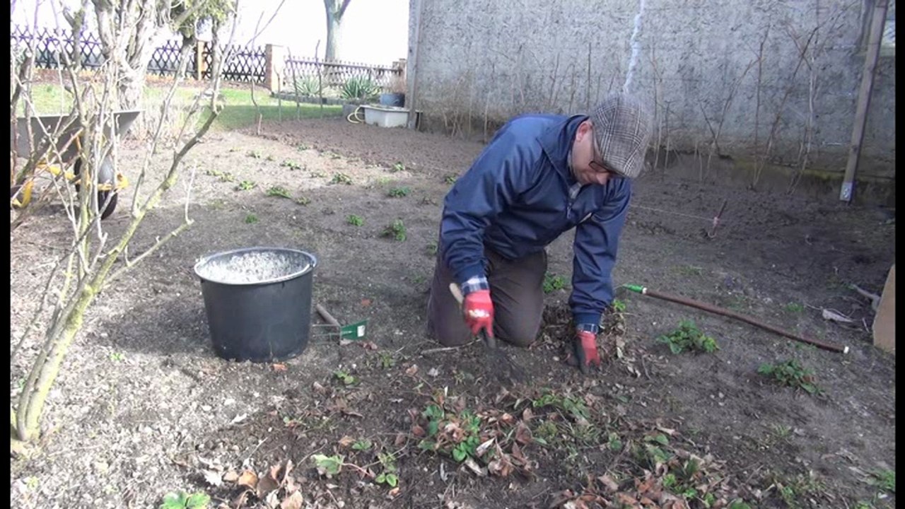 Gartenzeit TV - 'Frühjahrspflege bei Erdbeerpflanzen'