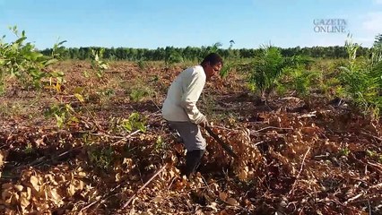 A rota clandestina da madeira: Lenhadores são usados para trabalho irregular