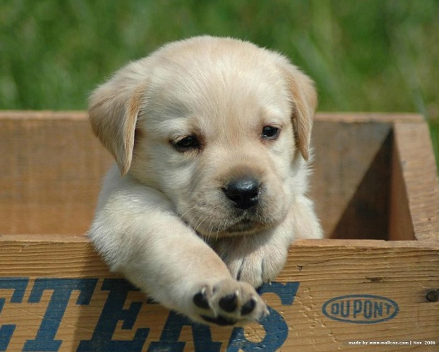 FUNNY CUTE PUPPY 1