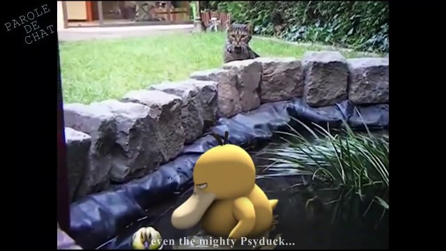 CHATS ET POKÉMON - PAROLE DE CHAT-Pyl8p6PjMvk