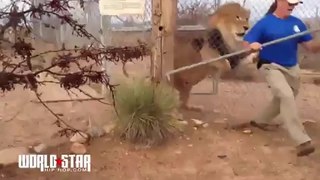 Lion Scares The Hell Out Of A Zookeep