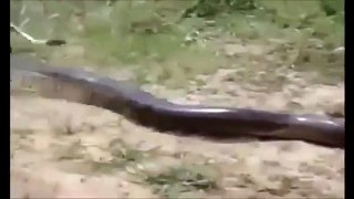 Giant Snake Eats Woman Alive - Biggest Python Snake - Giant Anacond