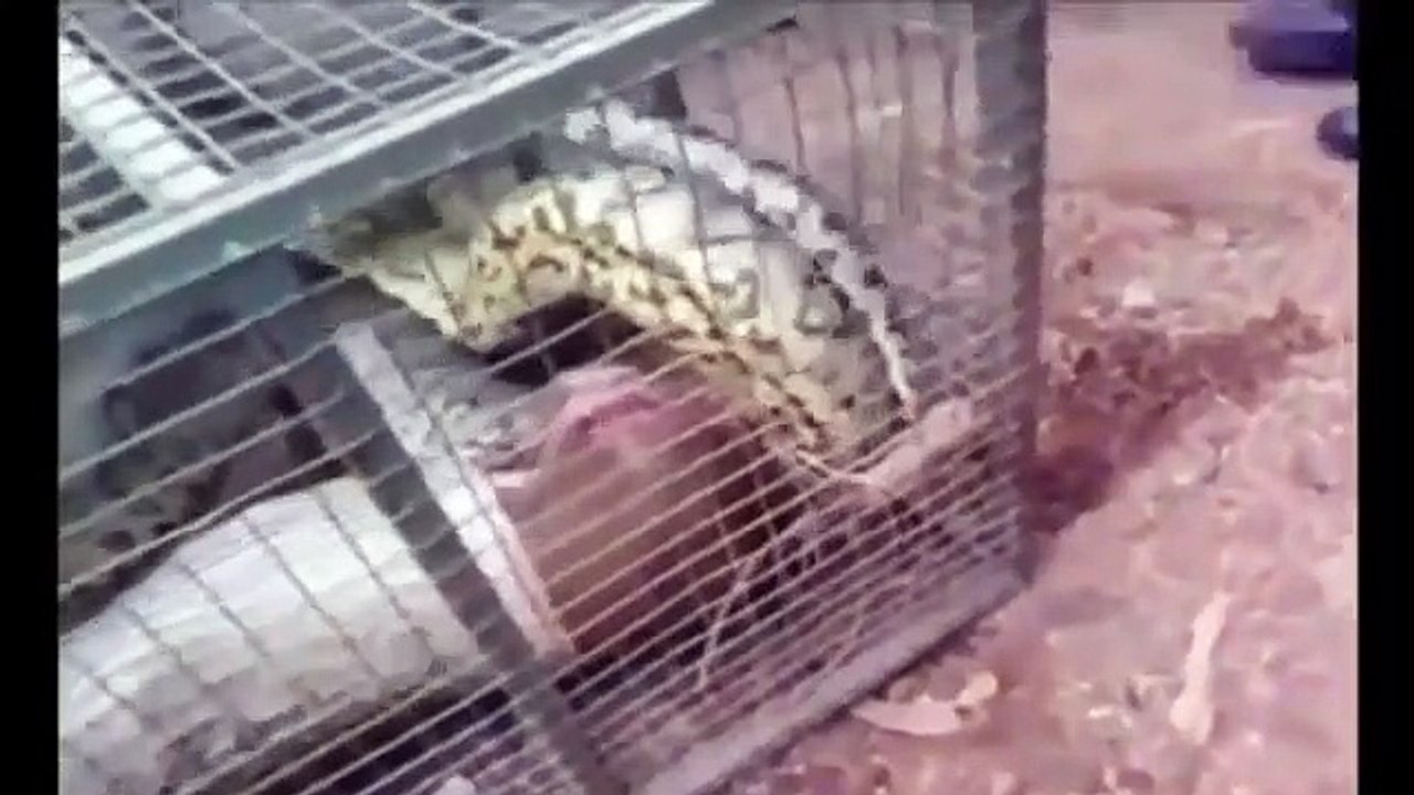 Giant Snake Eats Woman Alive - Biggest Python Snake - Giant Anaconda Attack Human _ Real Or Not - video Dailymotion