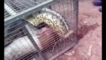 Giant Snake Eats Woman Alive - Biggest Python Snake - Giant Anaconda Attack Human _ Real Or Not