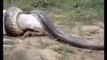 Giant Snake Eats Woman Alive - Biggest Python Snake - G