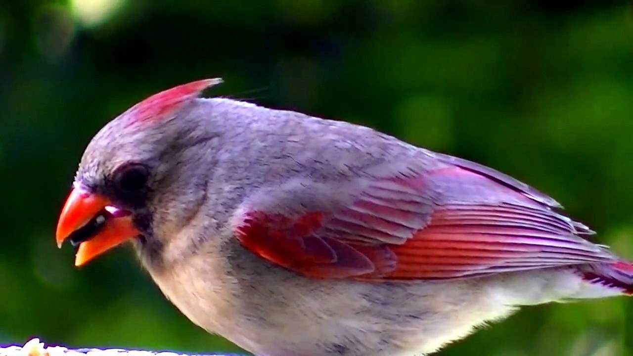 Three Little Birds -Bob Marley- with lyrics HD