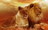 THE REAL LION QUEEN - Animal Planet HD Documentary - National Geographic Wild