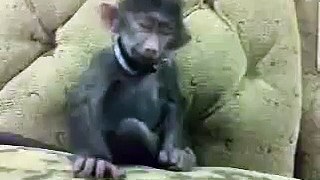 funny monkey