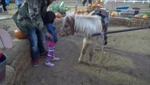 Petting ZOO at the Farm Feeding Horses and Goats Learn Animal Names for Kids-IBqvyMPid