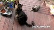 Kitties Fluffy & Bluebell Cats Play Fighting Milkytales Thanks Link-br13Vvx