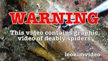 Scary Redback Spider Infestation Found I Need A NUKE-exNxo