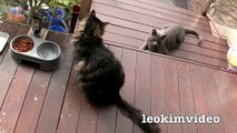 Kitties Fluffy & Bluebell Cats Play Fighting Milkytales Thanks Link-br1