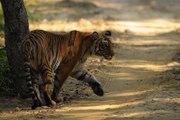 wildlife videos || tiger videos || Jim corbett national park || uttrakhand || india