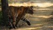 wildlife videos || tiger videos || Jim corbett national park || uttrakhand || india
