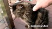 Kitties Fluffy & Bluebell Cats Play Fighting Milkytales Thanks Link-br13V
