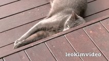 Kitties Fluffy & Bluebell Cats Play Fighting Milkytales Thanks Link-br13Vvx