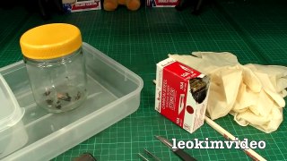 Redback Spider Egg Sac Whats Inside Is SCARY-ExrWLJiK