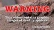 Deadly Redback Spider & Brown Recluse Spider Vs Rexona Flamethrower (Warning Scary Video)-LW9s