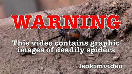 Deadly Redback Spider & Brown Recluse Spider Vs Rexona Flamethrower (Warning Scary Video)-LW9sH