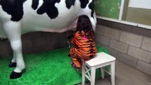 Halloween at the ZOO Animal Show Milking Cow Learn Animals for Kids-zd7On