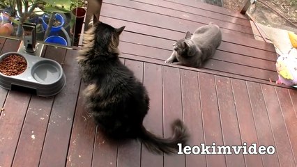 Kitties Fluffy & Bluebell Cats Play Fighting Milkytales Thanks Link-br13Vvxm