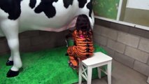 Halloween at the ZOO Animal Show Milking Cow Learn Animals for Kids-z