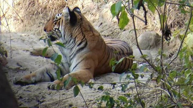 wildlife videos || tiger videos || Jim corbett national park || uttrakhand || wild animals