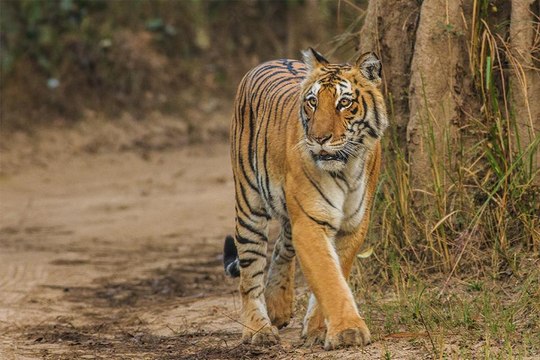 wildlife videos || tiger videos || Jim corbett national park || uttrakhand || wild animals