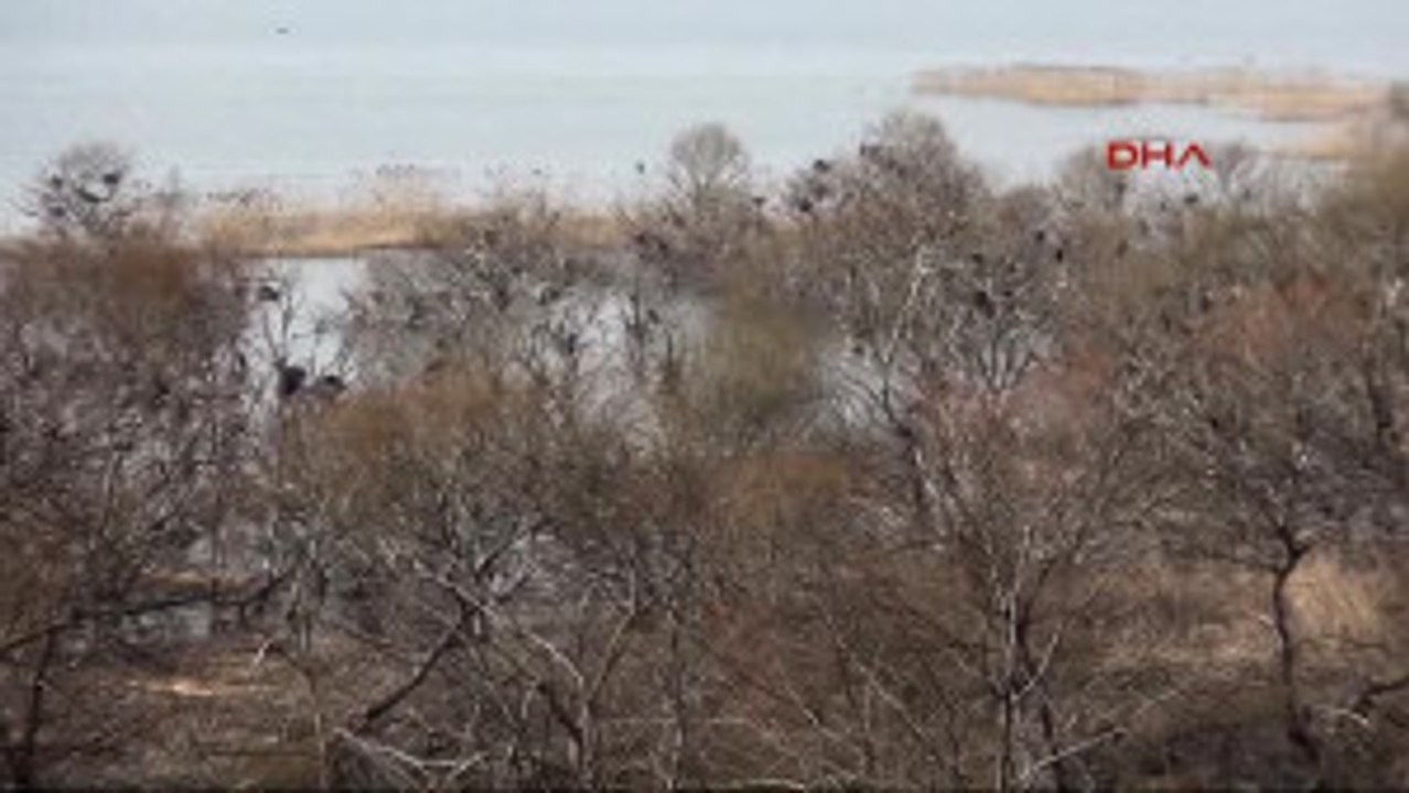 Balıkesir Manyas Kuş Cenneti'ndeki Göçmen Kuşların Kuluçka Zamanı