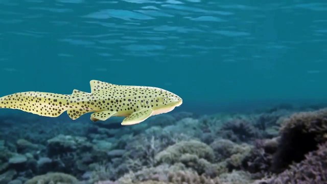 #36 상어와 고래가 싸우면 과연 누가 이길까! 꼬꼬스토이 Sharks vs Whales, Shark mania , Collecta figures-PLfg1J