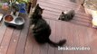 Kitties Fluffy & Bluebell Cats Play Fighting Milkytales Thanks Link-br13Vv