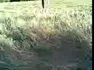 Marsupilami vu par la compagnie des joyeux cons