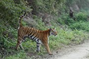 wildlife videos || tiger videos || Jim corbett national park || uttrakhand || wild animals