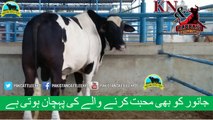 349 || Amazing cow qurbani || Karachi sohrab goth || Cow mandi || Kn & Rabbani Cattle Farm ||