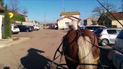 Diane en crculaton - Très Gentille jument OC Trait Comtoise, attelée/montée.