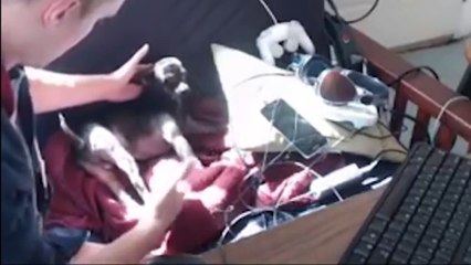 Son chien fait une attaque en plein live stream