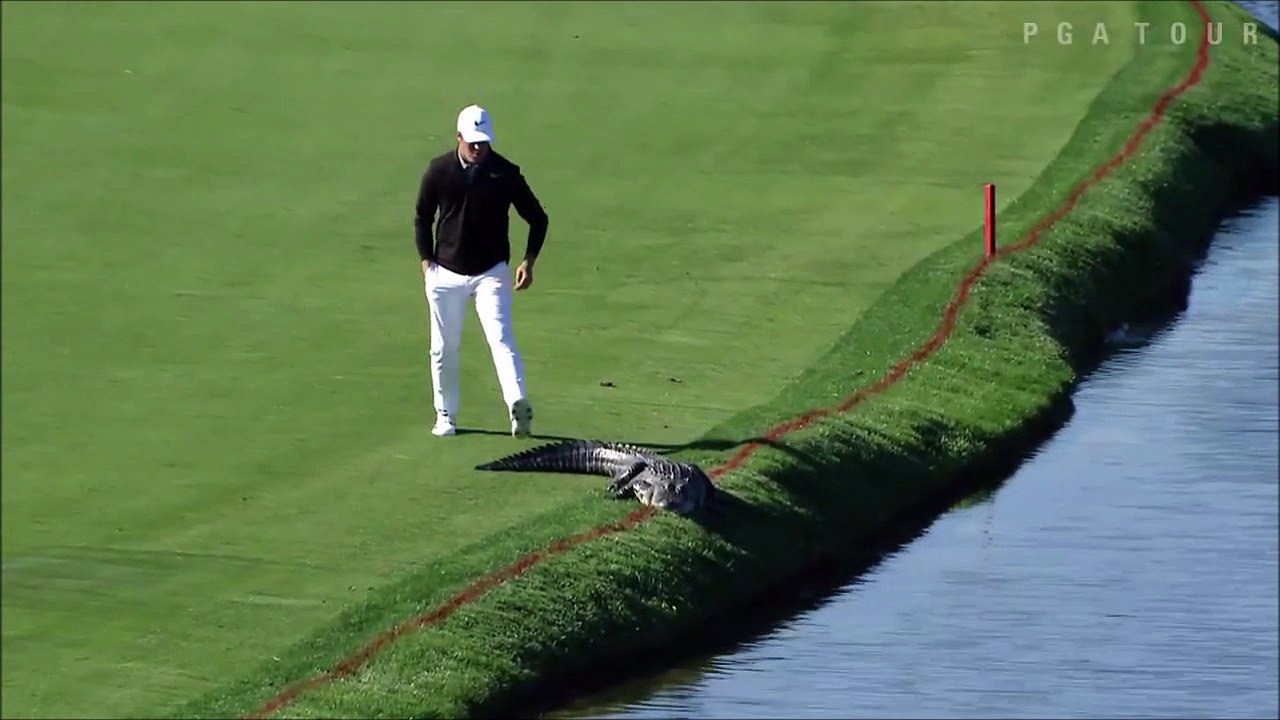 Ce golfeur vire un alligator du green... meme pas peur le gars! Thug life