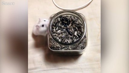 Çekirdek için çıldıran minik fare...