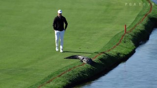 Un golfeur n’a pas peur d’aller pousser un alligator pour qu’il se pousse du green