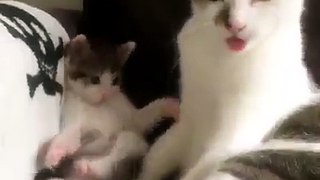 Cute kitties imitate mothers