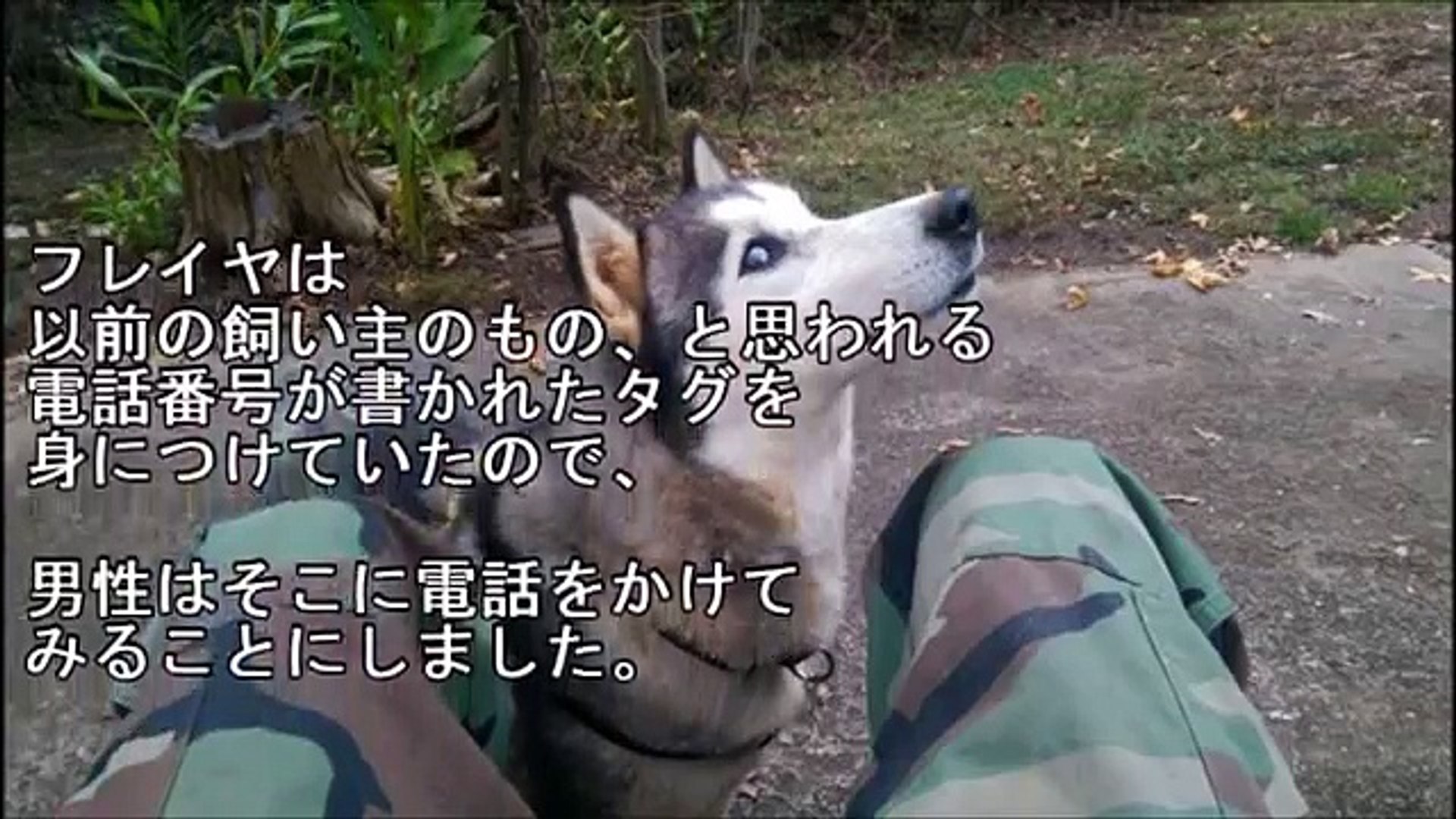 感動 ハスキー犬に育てられた猫のロージー 立派に成長した彼女はその後 お母さんに Video Dailymotion