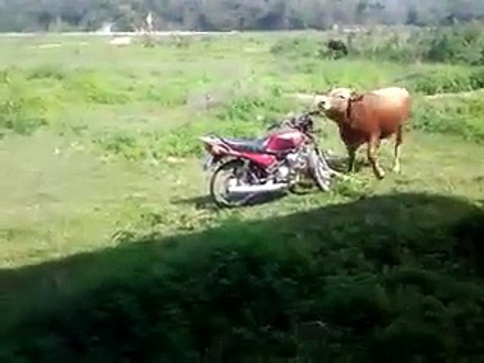 Lembu Liar Mengamuk Terhadap Sepeda Motor