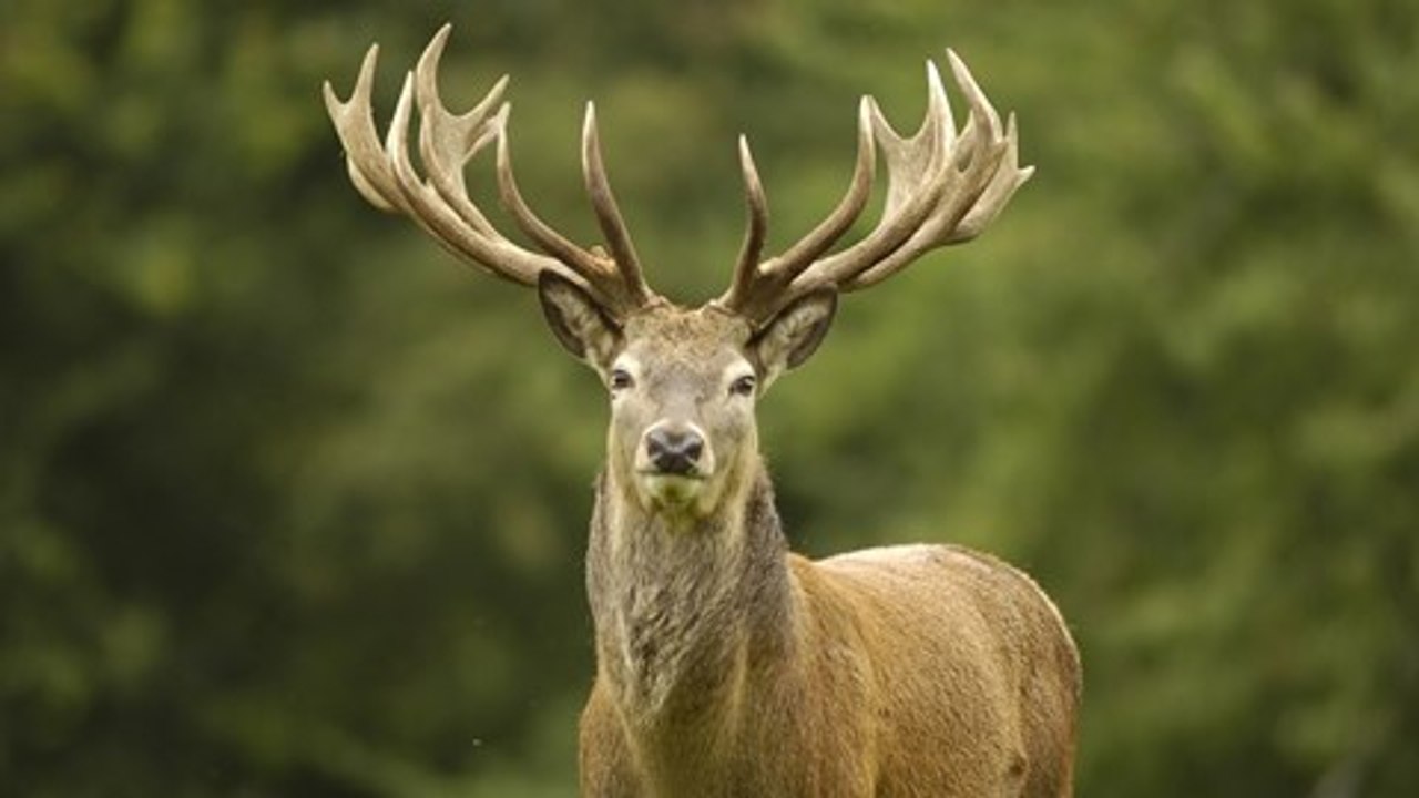 Funny Deer Fun With Camera Men