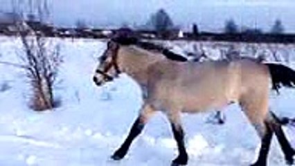 Le chien et le cheval qui s'aiment d'amour tendre !